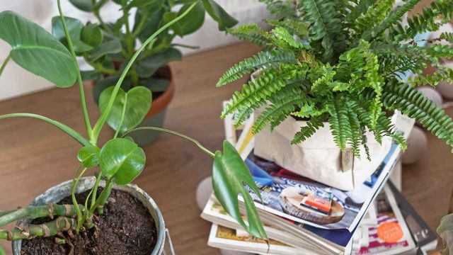 Unlocking the Secrets of Effective Gardening: Unique Tips for Your Green Space
