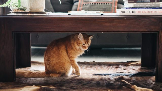 The Best Stylish Litter Box Solutions for Modern Homes