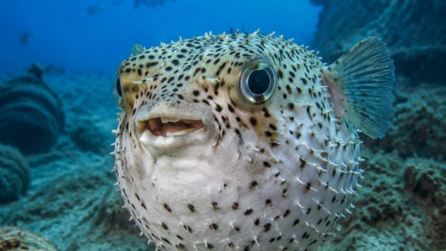 The Rising Threat of Pufferfish in the Mediterranean: What You Need to Know