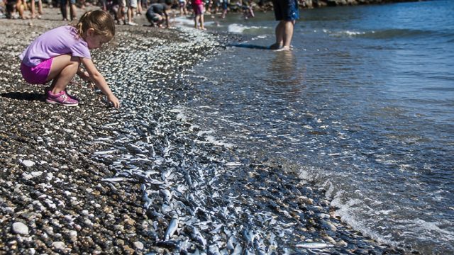 Summer's Arrival: Capelin Run Invites Beachgoers to Middle Cove