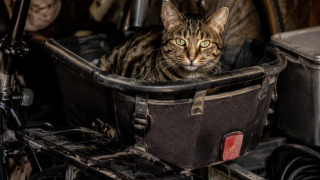 Why Cats Prefer Cozy Chaos Over Comfort | 4d permutasi, rajaasia88 mobile slots pragmatic, best aust